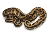 Load image into Gallery viewer, 2021 Male Pastel Leopard Yellowbelly Fader Ball Python