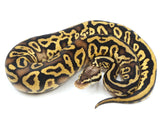 Load image into Gallery viewer, 2021 Male Pastel Leopard Yellowbelly Fader + Ball Python