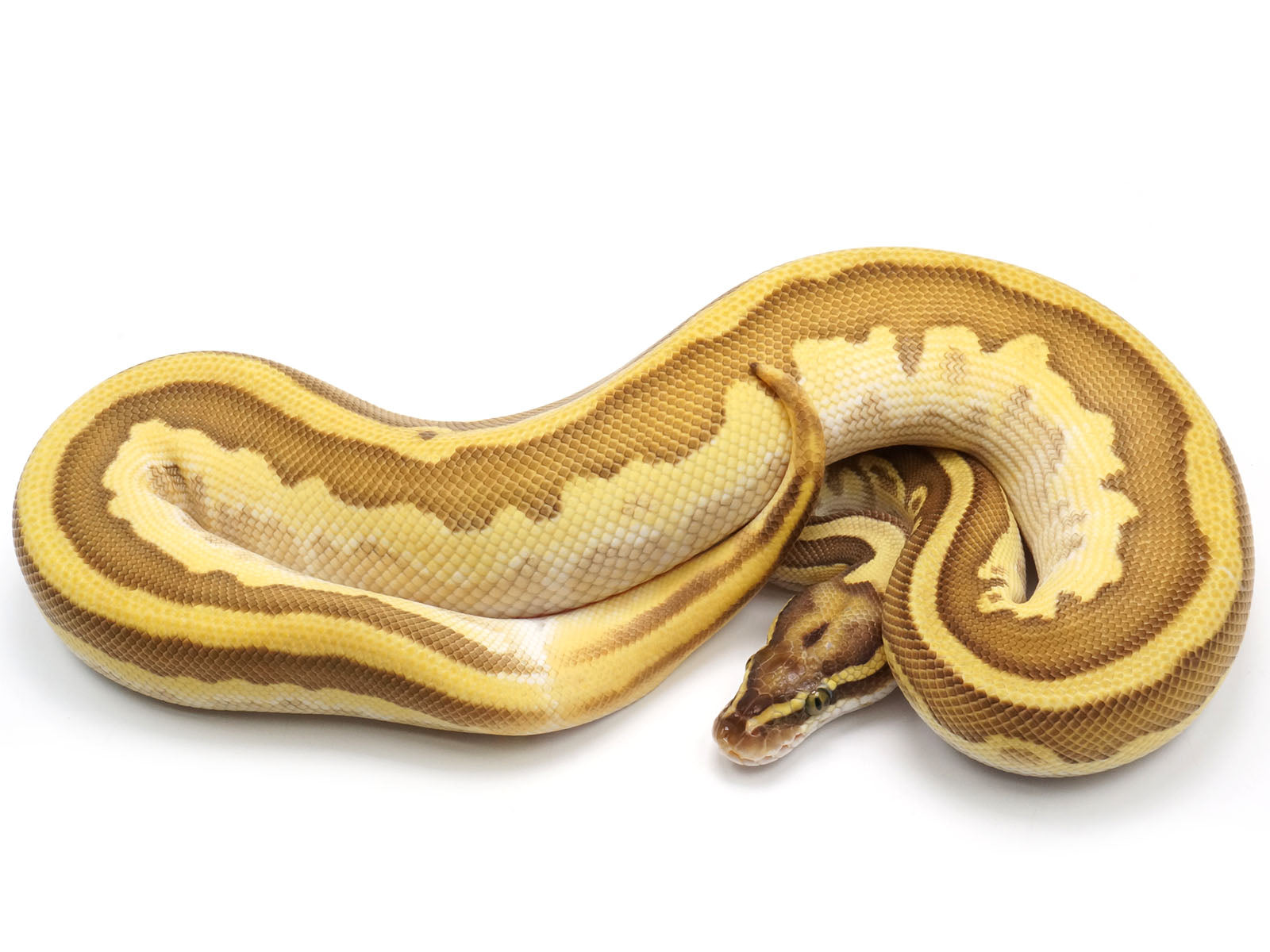 Lesser Cinnamon Ball Python