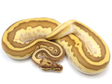 Load image into Gallery viewer, 2021 Male Pastel Lesser Enchi Bongo Odium Possible Het Axanthic Possible Het Pied Ball Python