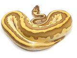 Load image into Gallery viewer, 2021 Male Pastel Lesser Enchi Bongo Odium Possible Het Axanthic Possible Het Pied Ball Python