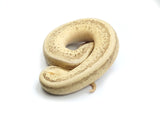 Load image into Gallery viewer, 2021 Male Pastel Mojave Pinstripe + Ball Python
