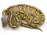 Load image into Gallery viewer, 2021 Male Pastel Phantom Fader + Asphalt or YellowBelly Ball Python