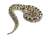 Load image into Gallery viewer, 2021 Male Pastel Spotnose Het Clown Possible Het Axanthic Ball Python