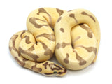 Load image into Gallery viewer, SALE! 2021 Male Pastel Super Enchi Possible Yellowbelly Possible Odium + Ball Python.