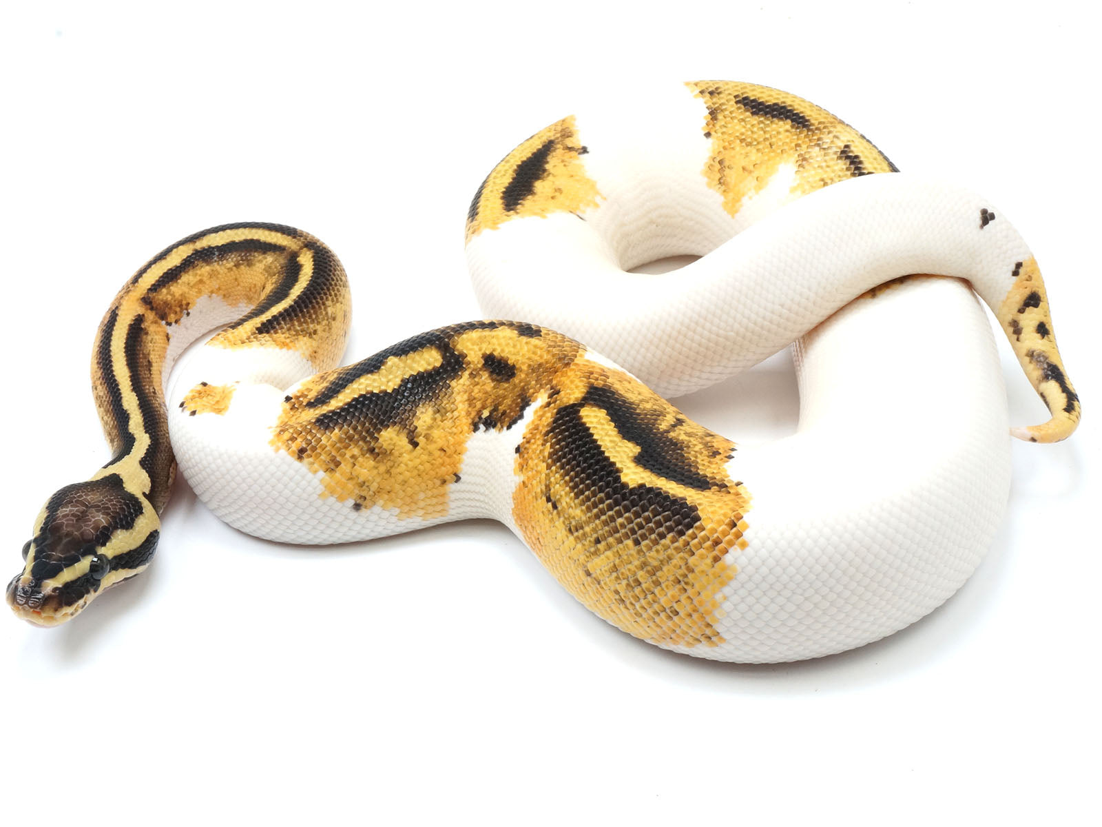 Pastel Piebald Ball Python