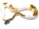 Load image into Gallery viewer, 2021 Male Pastel Yellow Belly Piebald Ball Python