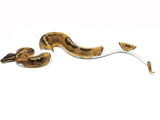 Load image into Gallery viewer, 2021 Male Piebald 50% Het. Clown 50% Het. VPI Axanthic Ball Python