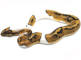 Load image into Gallery viewer, 2021 Male Piebald 50% Het. Clown 50% Het. VPI Axanthic Ball Python
