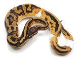 Load image into Gallery viewer, 2021 Male Pied Het Clown Ball Python