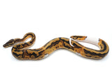 Load image into Gallery viewer, 2021 Male Pied Het Clown Ball Python