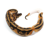 Load image into Gallery viewer, 2021 Male Pied Het Clown Ball Python