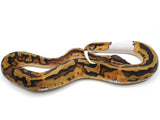 Load image into Gallery viewer, 2021 Male Pied Het Clown Ball Python