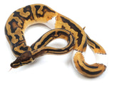 Load image into Gallery viewer, 2021 Male Pied Het Clown Ball Python