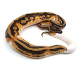 Load image into Gallery viewer, 2021 Male Pied Het Clown Ball Python