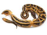 Load image into Gallery viewer, 2021 Male Pied Het Clown Ball Python