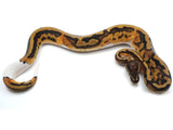 Load image into Gallery viewer, 2021 Male Pied Het Clown Ball Python