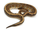 Load image into Gallery viewer, 2021 Male Pinstripe Het Clown Het Pied Ball Python