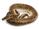 Load image into Gallery viewer, 2021 Male Pinstripe Het Clown Het Pied Ball Python