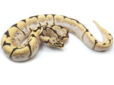 Load image into Gallery viewer, 2021 Male Spider Yellowbelly Bald Ball Python 