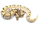 Load image into Gallery viewer, 2021 Male Spider Yellowbelly Bald Ball Python 