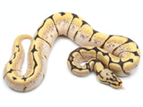 Load image into Gallery viewer, 2021 Male Spider Yellowbelly Bald Ball Python