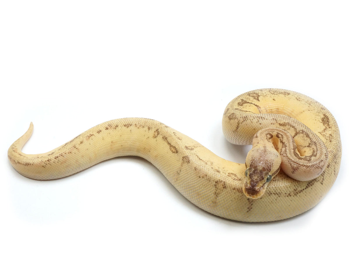 2021 Male Super Blast Enchi Yellowbelly/Asphalt Ball Python – New ...