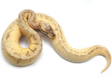 Load image into Gallery viewer, 2021 Male Super Blast Enchi Yellowbelly/Asphalt Ball Python 