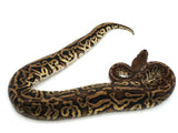 Load image into Gallery viewer, 2021 Male Super Inferno Phantom Leopard Yellowbelly Asphalt Ball Python