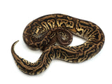 Load image into Gallery viewer, 2021 Male Super Inferno Phantom Leopard Yellowbelly Asphalt Ball Python