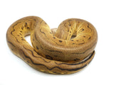 Load image into Gallery viewer, 2021 Male Super Pastel Clown 66% Possible Het Ultra 66% Possible Het Pied Ball Python
