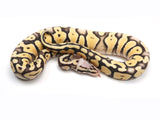 Load image into Gallery viewer, 2021 Male Super Pastel Desert Ghost Het Clown Ball Python