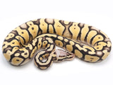 Load image into Gallery viewer, 2021 Male Super Pastel Desert Ghost Het Clown Ball Python