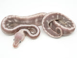 Load image into Gallery viewer, 2021 Male Super Pastel Lucifer Phantom GHI Fader (Poss Sable YellowBelly) Ball Python