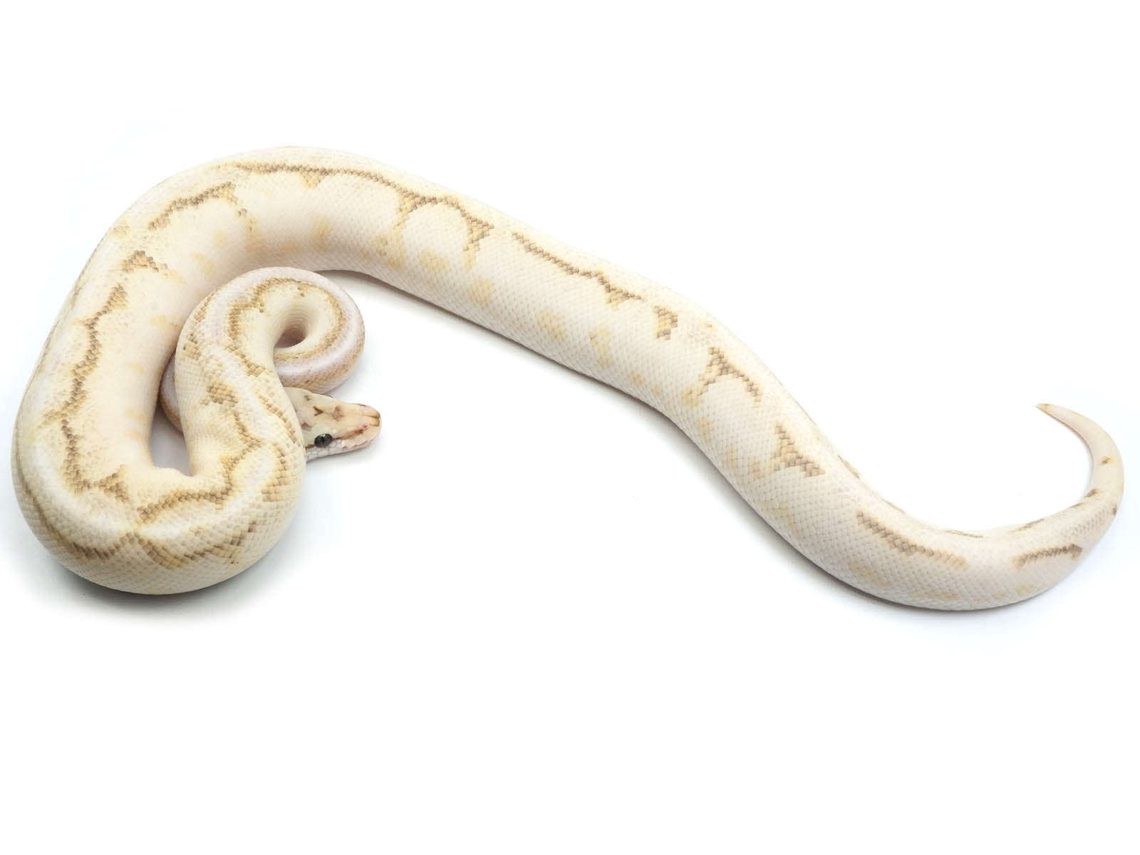 Super Butter Ball Python