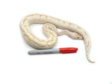 Load image into Gallery viewer, 2021 Male Super Stripe Lucifer Orange Dream Pastel Enchi ++ From Odium Ball Python