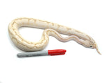 Load image into Gallery viewer, 2021 Male Super Stripe Lucifer Orange Dream Pastel Enchi ++ From Odium Ball Python