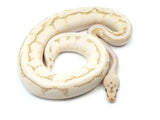 Load image into Gallery viewer, 2021 Male Super Stripe Lucifer Orange Dream Pastel Enchi ++ From Odium Ball Python