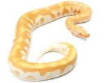 Load image into Gallery viewer, 2021 Male T- Albino Blood Python