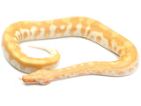 Load image into Gallery viewer, 2021 Male T- Albino Blood Python