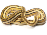 Load image into Gallery viewer, 2021 Male Tiger Anthrax Reticulated Python - Slightly Enlarged Heart