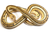 Load image into Gallery viewer, 2021 Male Tiger Anthrax Reticulated Python - Slightly Enlarged Heart