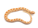 Load image into Gallery viewer, 2021 Male Toffee Anaconda Western Hognose