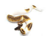 Load image into Gallery viewer, 2021 Male Yellowbelly Odium Pied Ball Python - WOW!