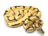 Load image into Gallery viewer, 2021 Spider Enchi Yellowbelly Bald Ball Python.