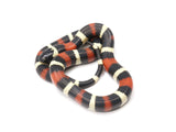 Load image into Gallery viewer, 2022 Apricot Pueblan Milk Snake