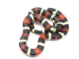 Load image into Gallery viewer, 2022 Apricot Pueblan Milk Snake