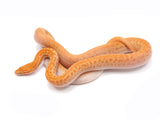 Load image into Gallery viewer, 2022 CBB Female Red Phase Albino House Snake