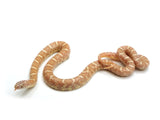 Load image into Gallery viewer, 2022 Female Albino Brooks King Snake 