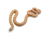 Load image into Gallery viewer, 2022 Female Albino Brooks King Snake 